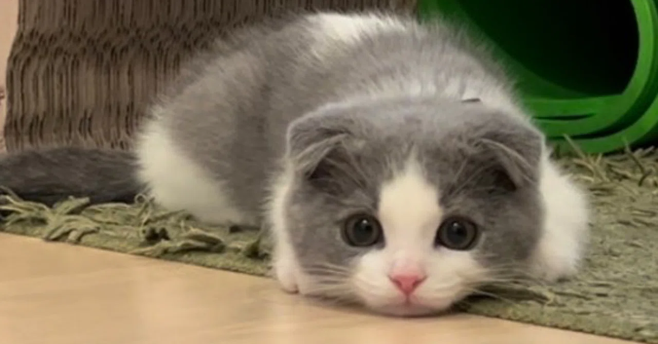 ねこを飼いました｜Yayoi Fujikura