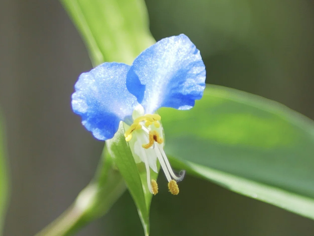 道草植物図鑑No.1「ツユクサ」｜ふみ