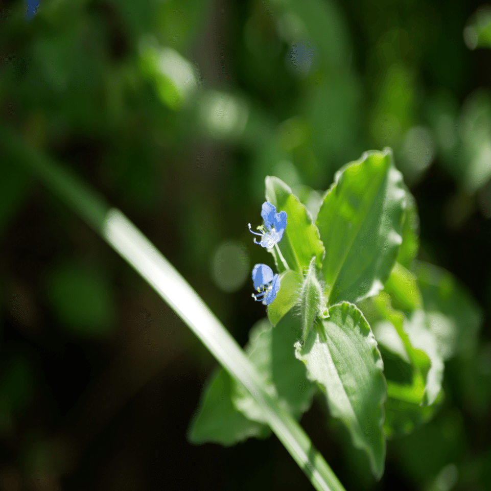 道草植物図鑑No.1「ツユクサ」｜ふみ