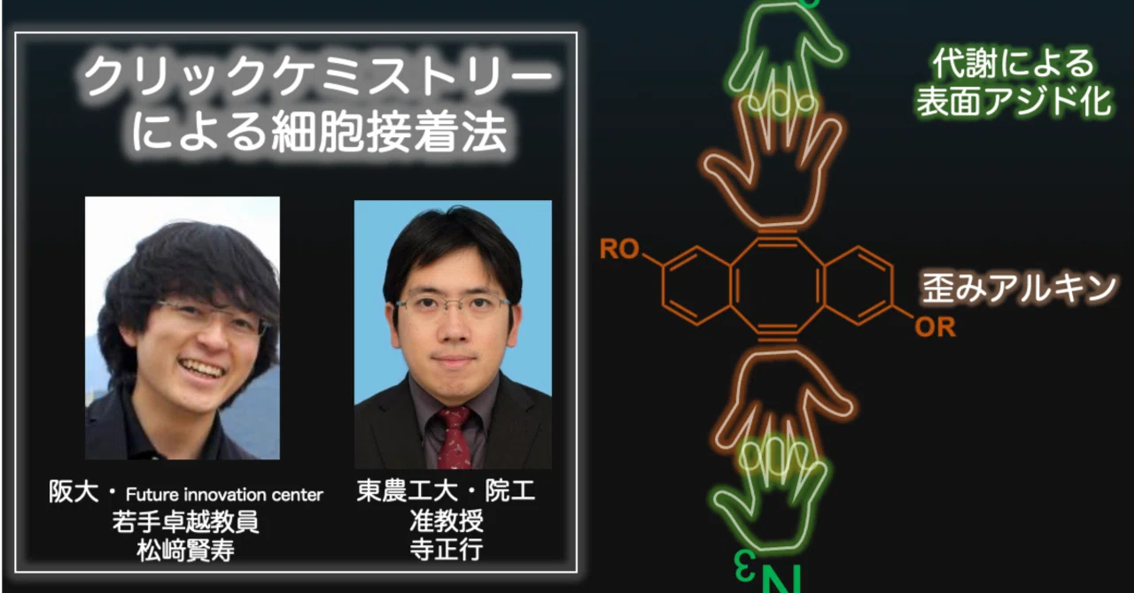 Paper】クリックケミストリーによる細胞接着法Kitagawa,Okuma