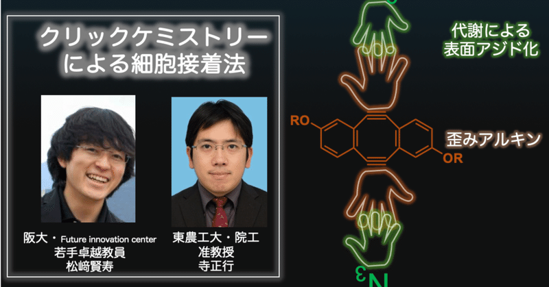 【Paper】クリックケミストリーによる細胞接着法Kitagawa,Okuma,..., Yoshikawa, .., Matsuzaki & Tera, Bioconjugate Chemistry 2023