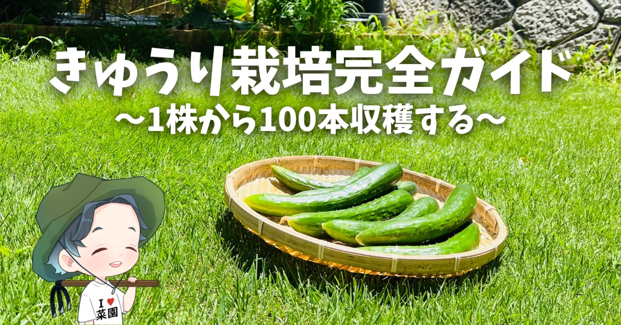 植えてみませんか?今から植えれば取れるかも!!とげなし。たら 植えてみませんか?今から植えれば取れるかも!!とげなし。たら