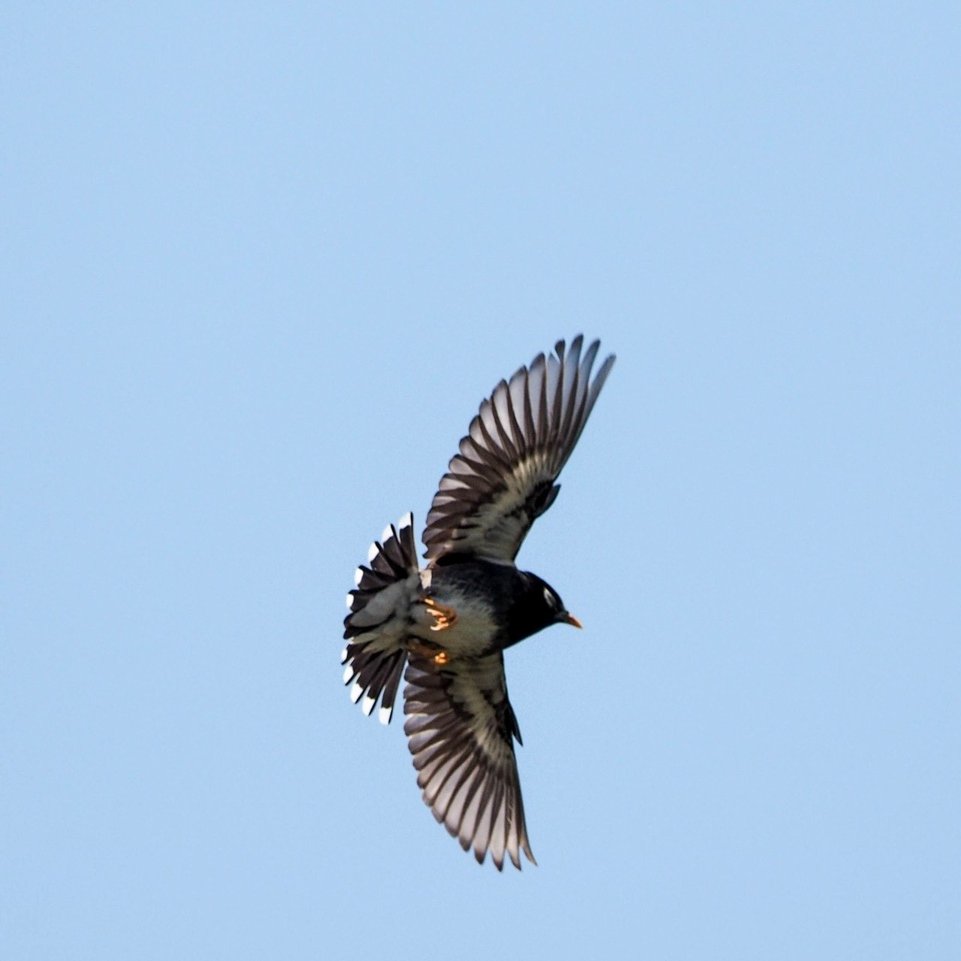 第38回 野鳥の飛行方法 翆野 大地 Note