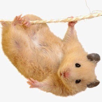 タヒチとモルディブを徹底比較する あさっち Note