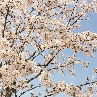 watashi