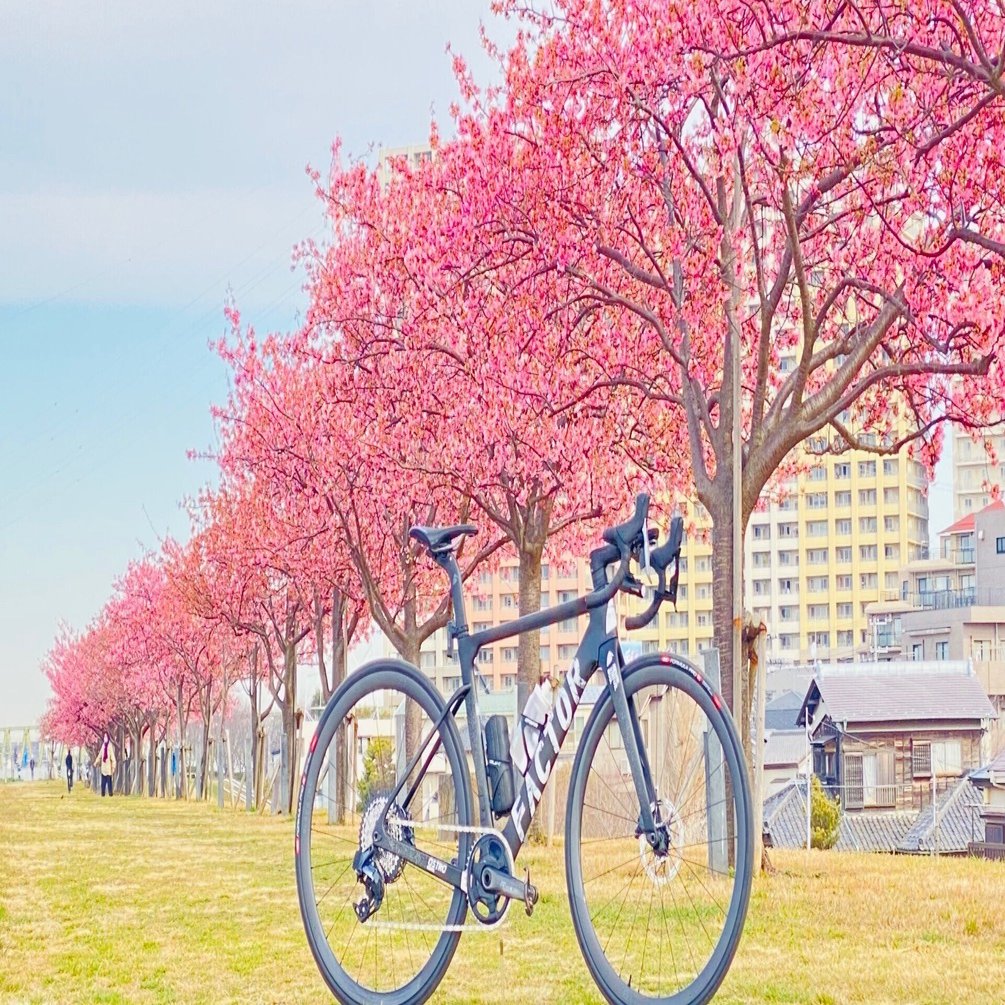 海桜 Newバイクで河津桜ポタリング65km｜西川正治