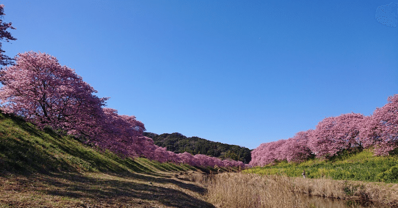早春の南伊豆。みなみの桜と菜の花まつり。