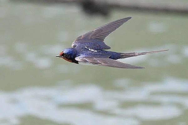 第38回 野鳥の飛行方法｜翆野 大地
