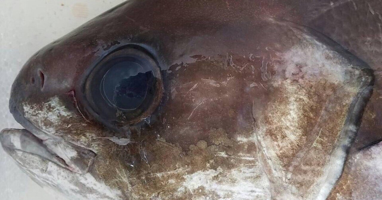 島ぐらしとさかなたち 2月｜YAKUSHIMA ZINE