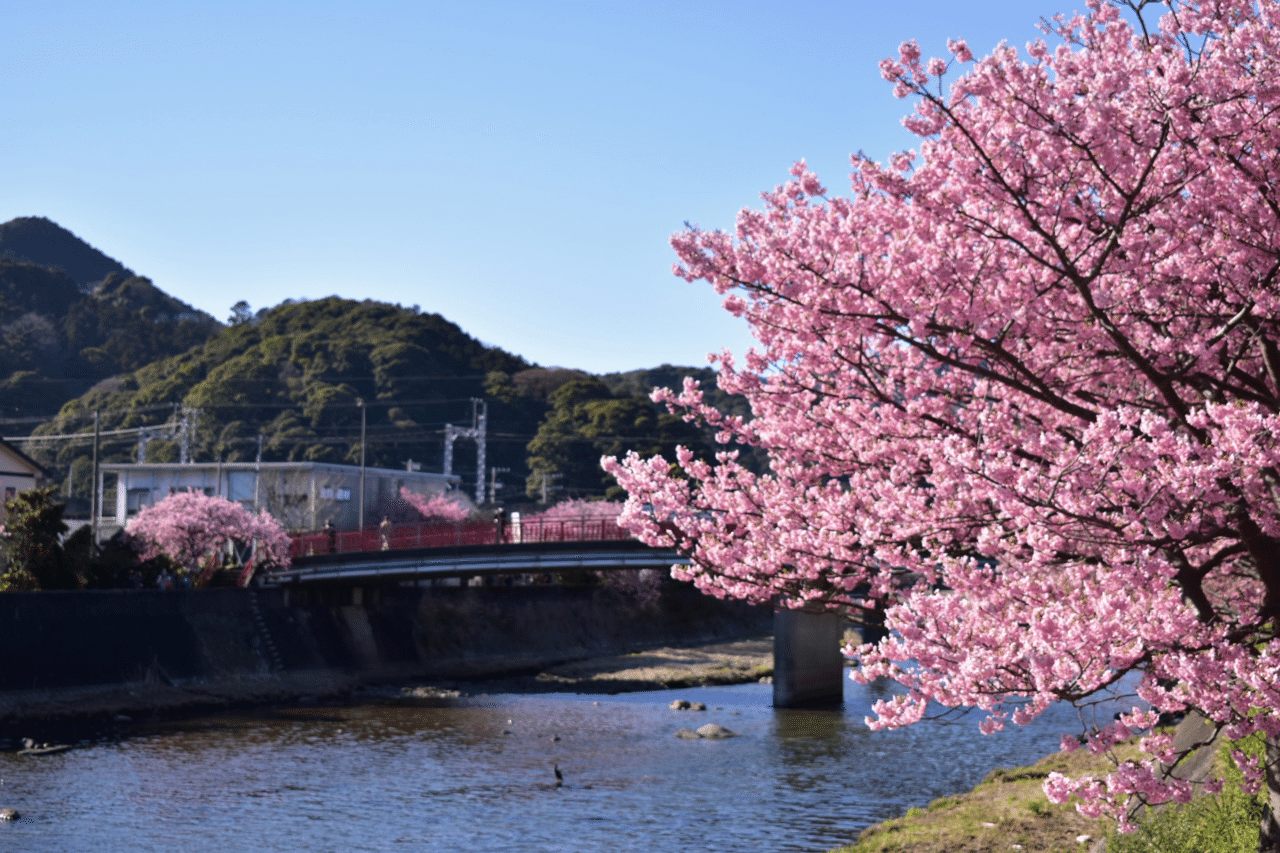 Photo.1 ~寒空の下咲く桜~｜Ken | 星野リゾート