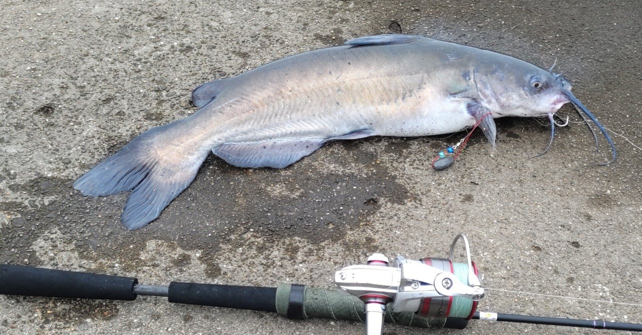 N*u様 ナマズ、バス釣り用　ベイトロッド、リール 雷魚 ロッド 釣り竿 XH 7.6ft 2.28m ベイトロッド ナマズロッド