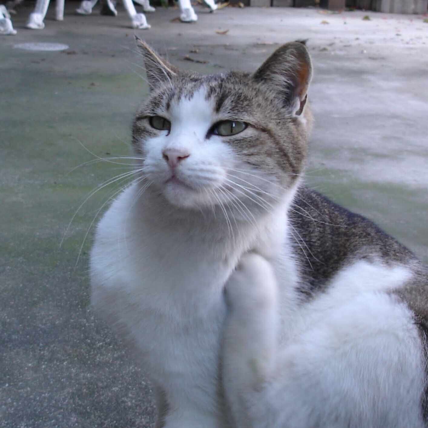 たけパパの自由研究