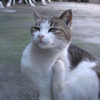 たけパパの自由研究