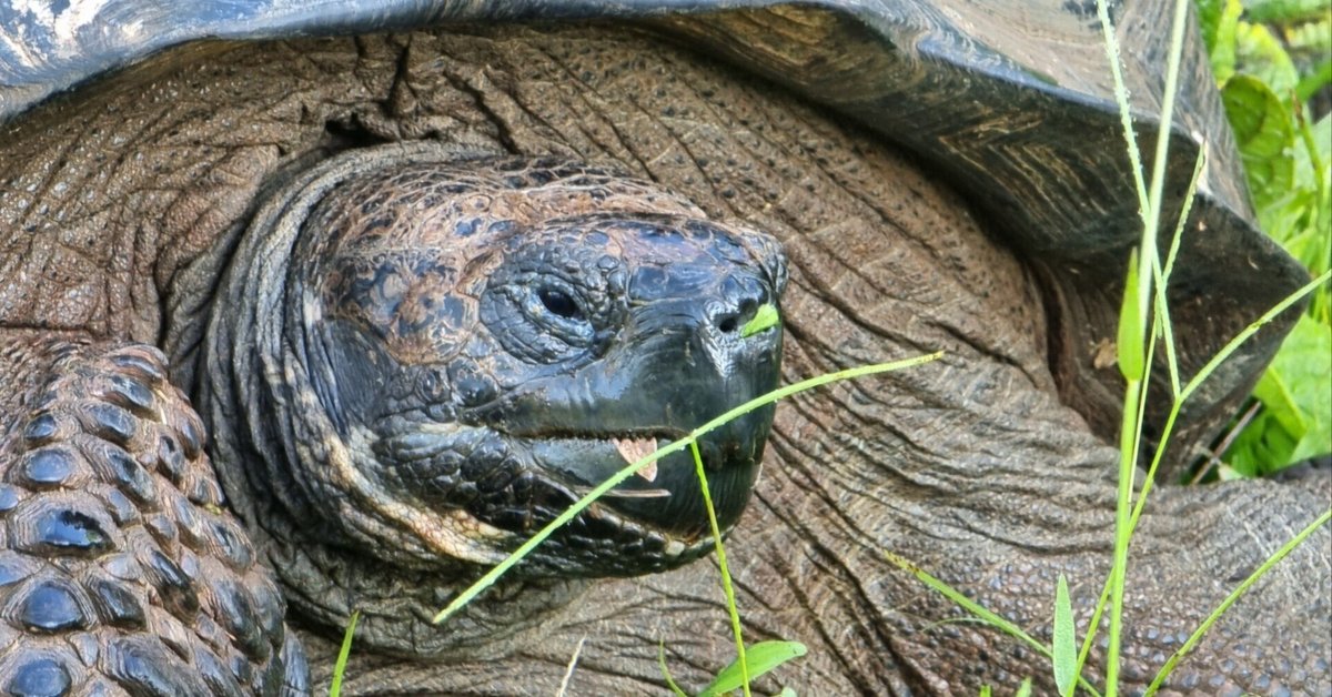 【新作からSALEアイテム等お得な商品満載】 ガラパゴス化したガラパゴス諸島に行ってみた！｜MASA 自然、風景