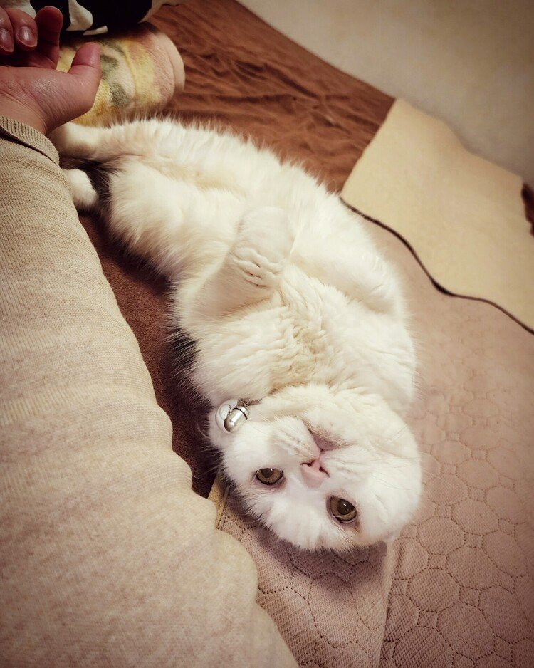 撮るよ、っていうとこーする。
いつだかに「コワイやん」って云ったのを
「カワイイやん」って云われたって思ってる、きっと。

おはよーございます。

#cat #neko #猫 #猫の幸 #不思議猫 #猫はちいさいお坊さん #love #moritaMiW
https://facebook.com/cat.sachi.2014
https://instagram.com/catsachi.dogfu