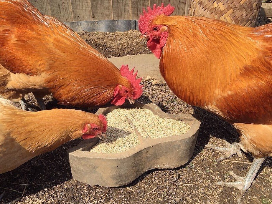 日記 肉が来た 東千茅 つち式 Note