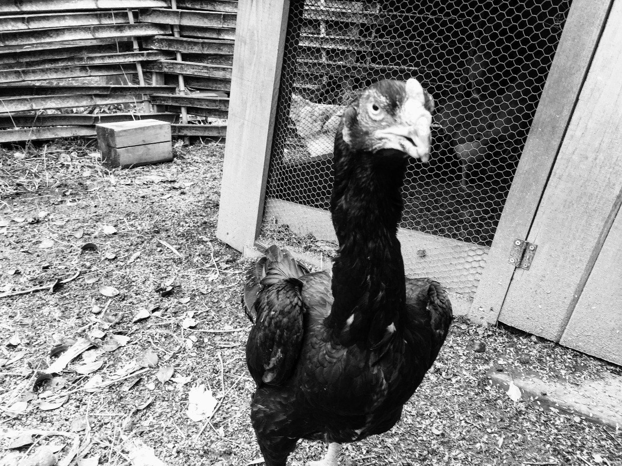 日記 肉が来た 東千茅 つち式 Note