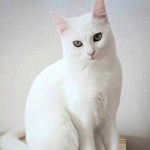 カリノ