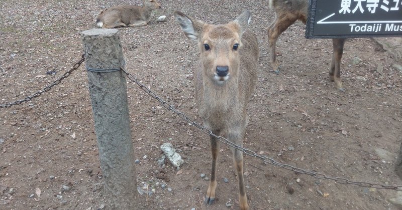 19年1月奈良旅行 鹿としかまろくん Siouxcitizen Note