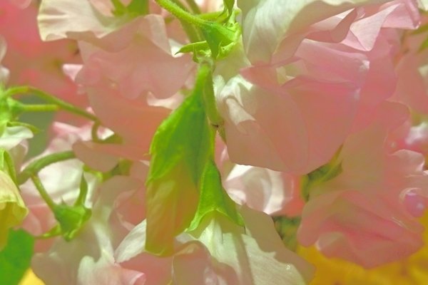 香りのある花が好き の新着タグ記事一覧 Note つくる つながる とどける 香りのある花が好き の新着タグ記事一覧 Note つくる つながる とどける