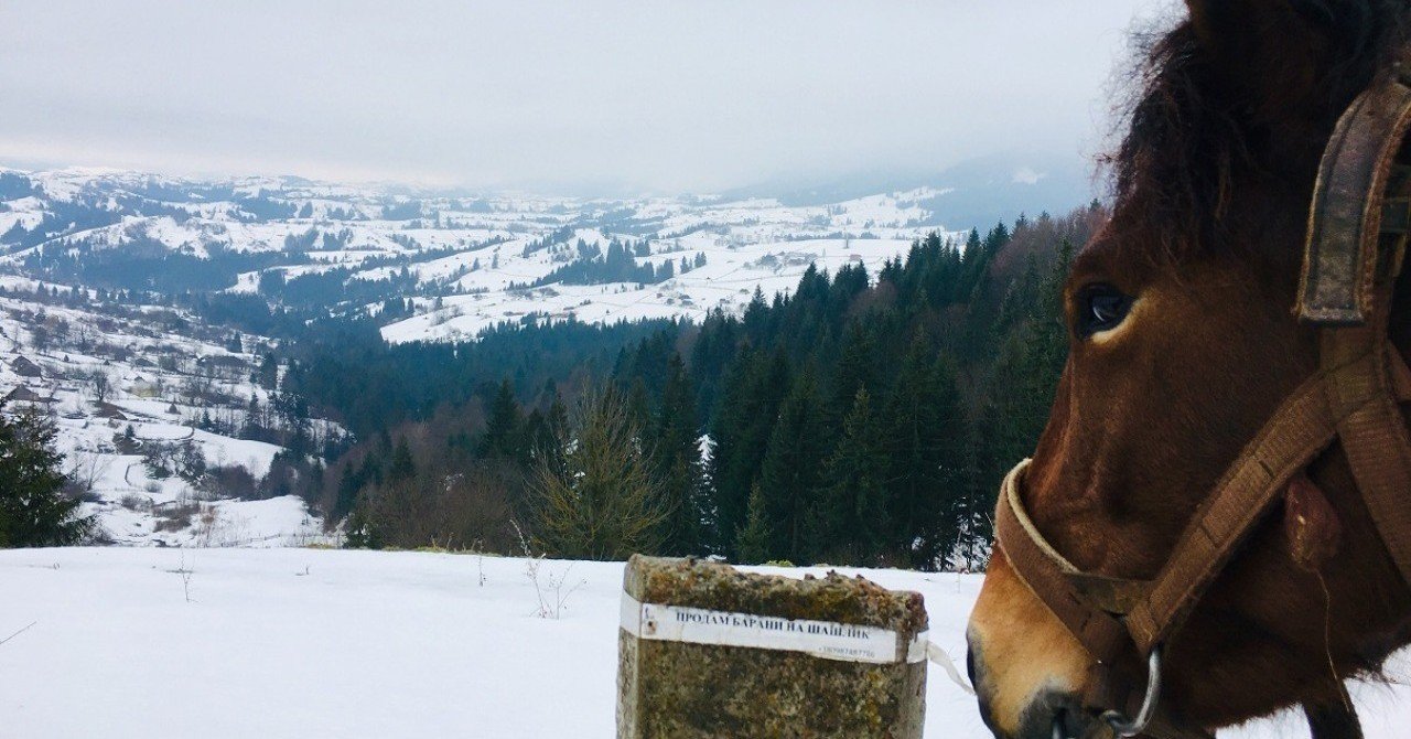 カルパチア山脈の天然の恵みは旨かった Gen氏 広告代理店ceo 海外ビジネスエキスパート Note カルパチア山脈の天然の恵みは旨かった Gen氏 広告代理店ceo 海外ビジネスエキスパート Note