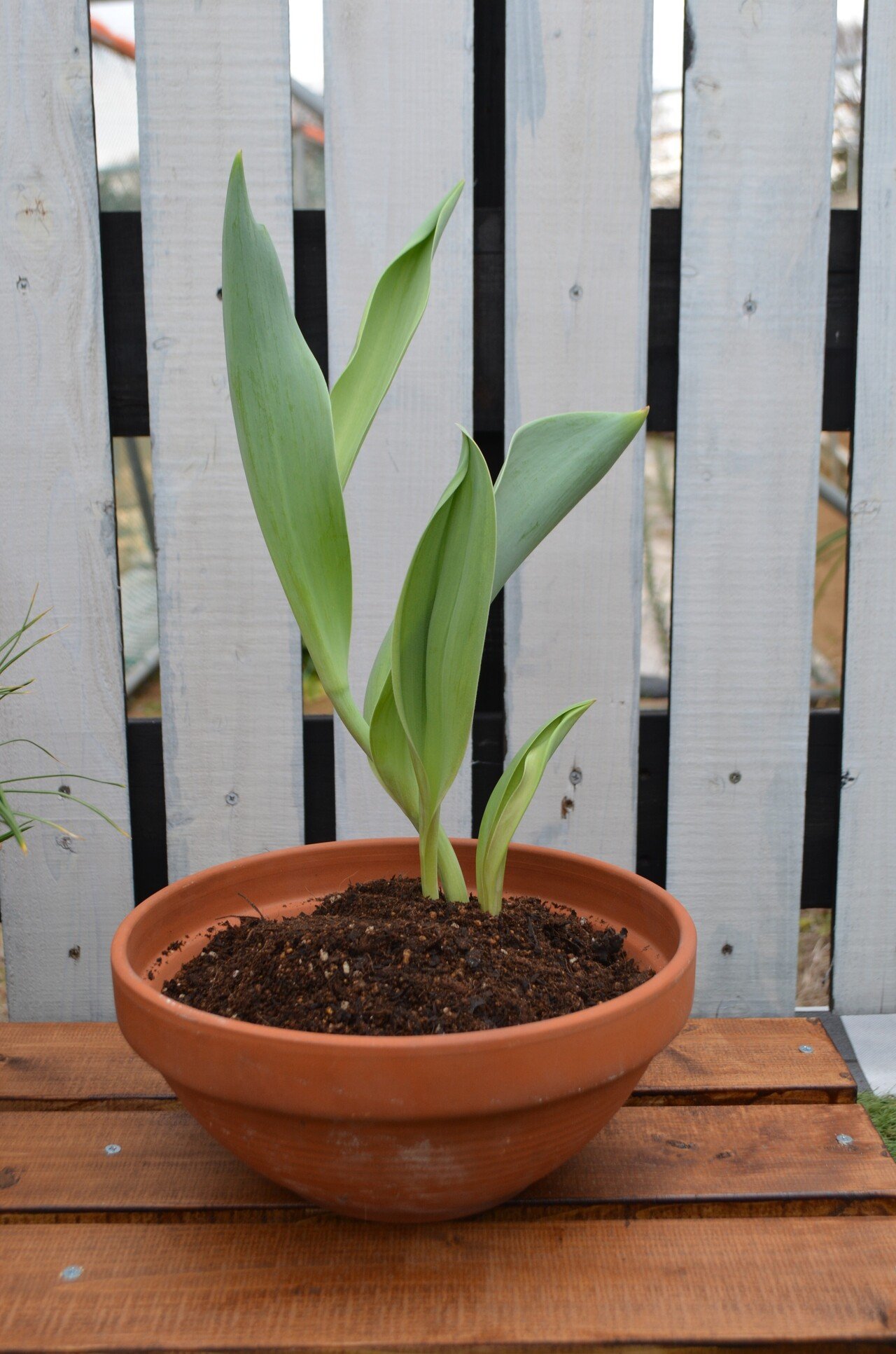 チューリップ球根➕さつまいもの葉っぱ 91BdQ77mu1L._UF1000,1000_QL80_.jpg