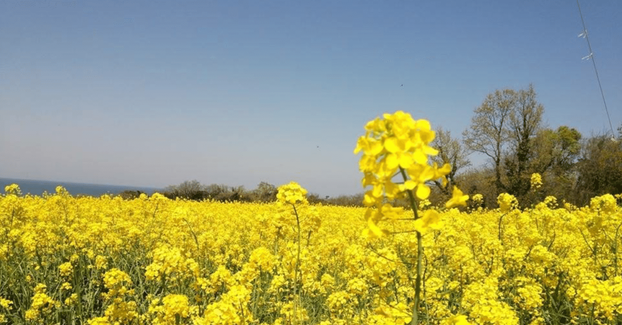 私の美(37)「雑草のような菜の花」｜Raita Nakashima/中嶋雷太