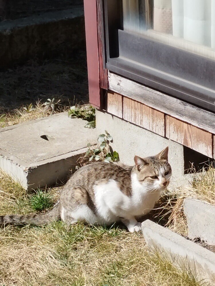 裏庭の陽だまりのなかに猫(ΦωΦ)を見つけた。