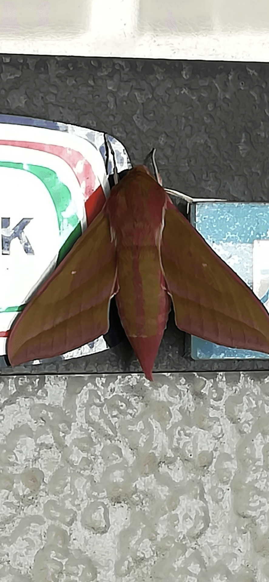 どこがスズメなん！？｜Pipette