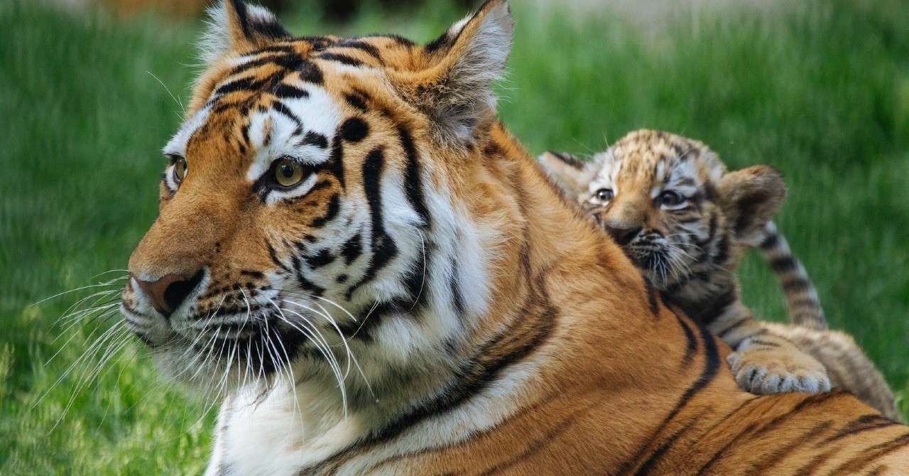 ロイヤリティフリー沖縄 絶滅危惧種 動物 最高の動物画像
