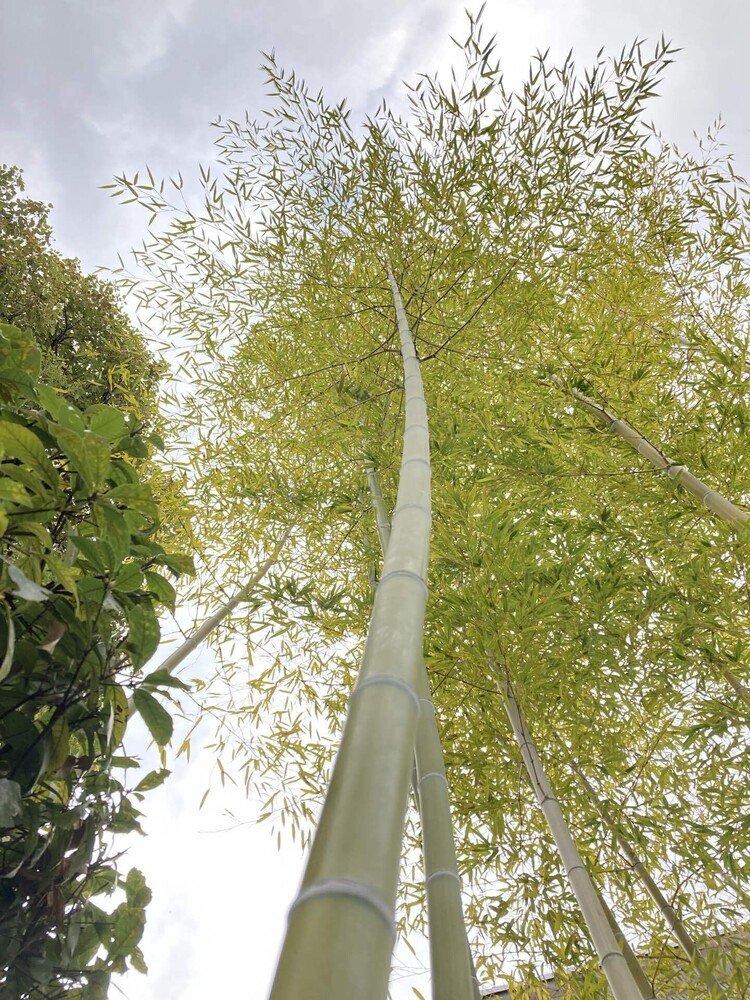 すっきりと伸びた竹を見上げました　都内撮影です