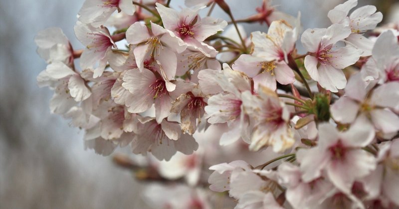 「大船フラワーセンターの玉縄桜が咲き誇る！ 春の訪れを感じる美しい景色をご紹介」