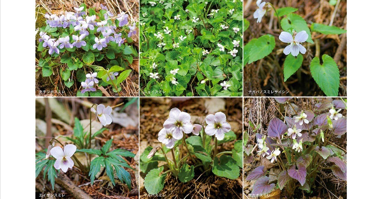 c85ecc2a34d919070145ded2bd1049