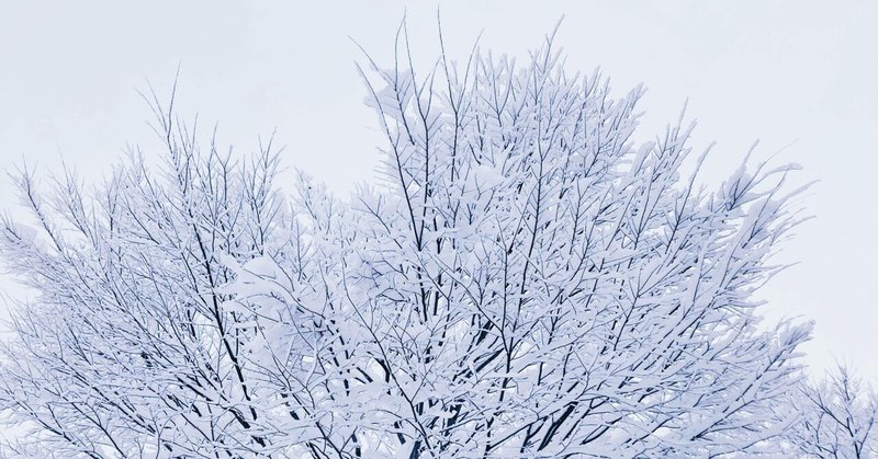 冬の枝の先の雪