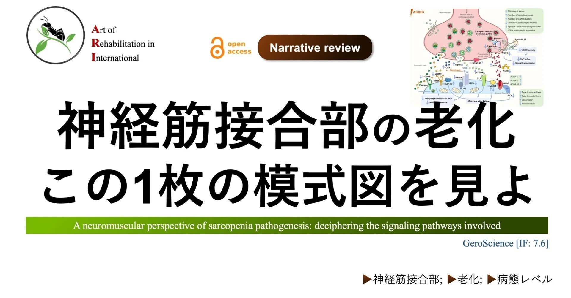 神経筋接合部の老化。この1枚の模式図を見よ！｜Super Human | 理学