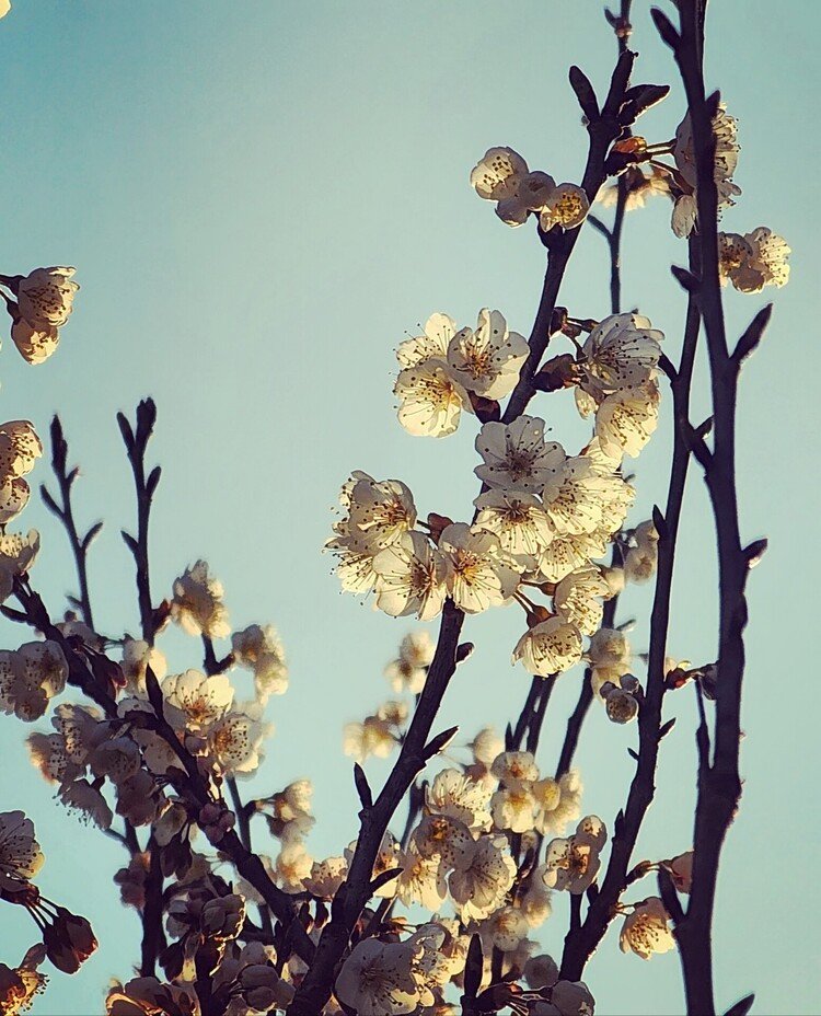 おはよーございます。

家の前のさくらんぼ桜がジワジワ咲いてきております。
ハナビラは光透かして世界を甘い色に染めているし、
オシベアンテナは世界をありったけ取り込もうとピャ～～ッと立っているし。
あぁ春なんだな。

ステキな春のいち日を。


#空 #春 #桜 #sky #spring #flower #cherryblossom #love #moritaMiW #佳い一日の始まり 