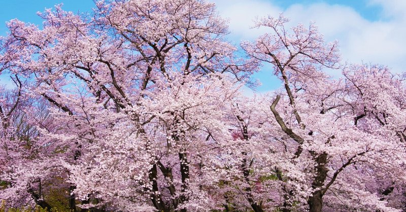 神代植物公園の桜:: みどころ案内