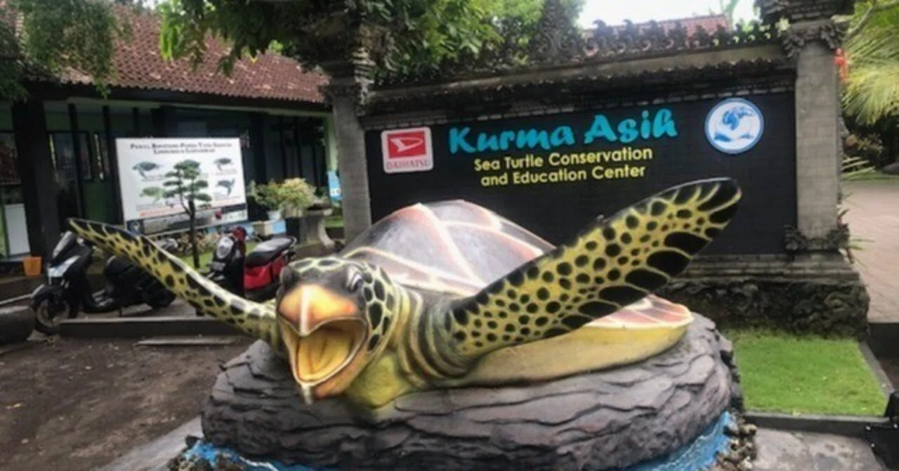 インドネシア渡航】バリ島ヌガラ！プランチャのウミガメ保護区と焼き魚