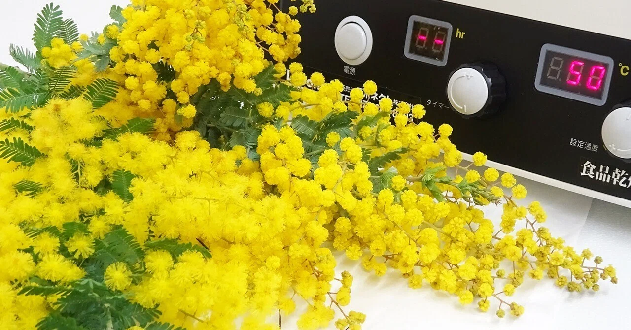 3月8日はミモザの日。フードドライヤーでつくるミモザのドライフラワー