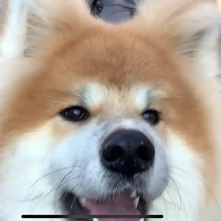 おにぎり紳士