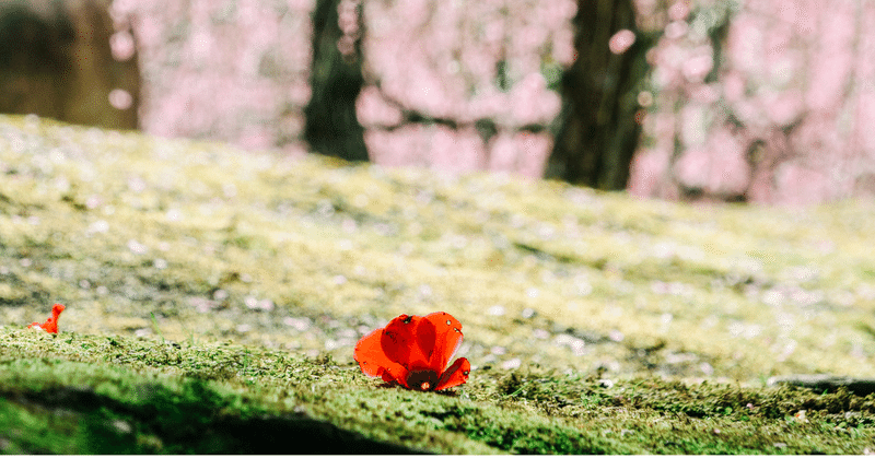 横浜赤レンガのレポ&お花見スポット🎶ご紹介🌸