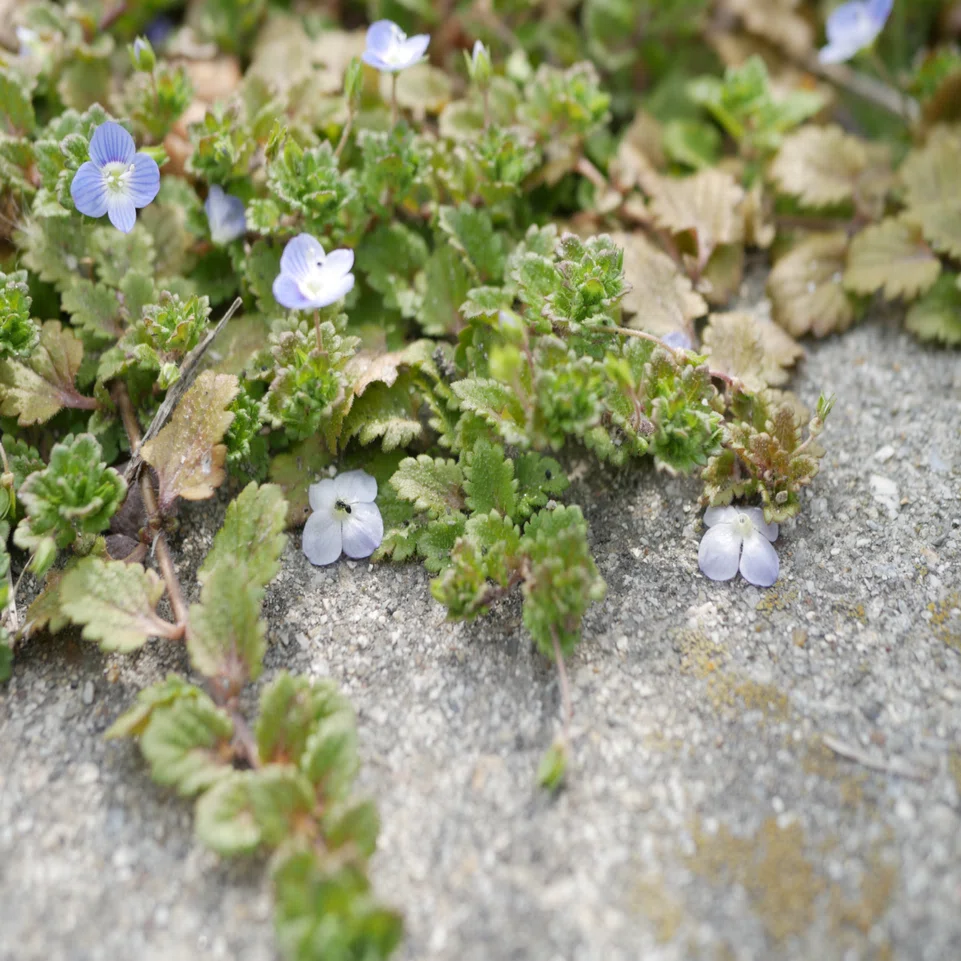 道草植物図鑑No.2「オオイヌノフグリ」｜ふみ