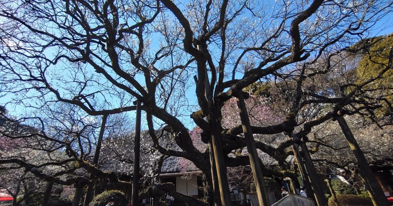 【東京散歩】国営昭和記念公園と京王百草園の梅まつり