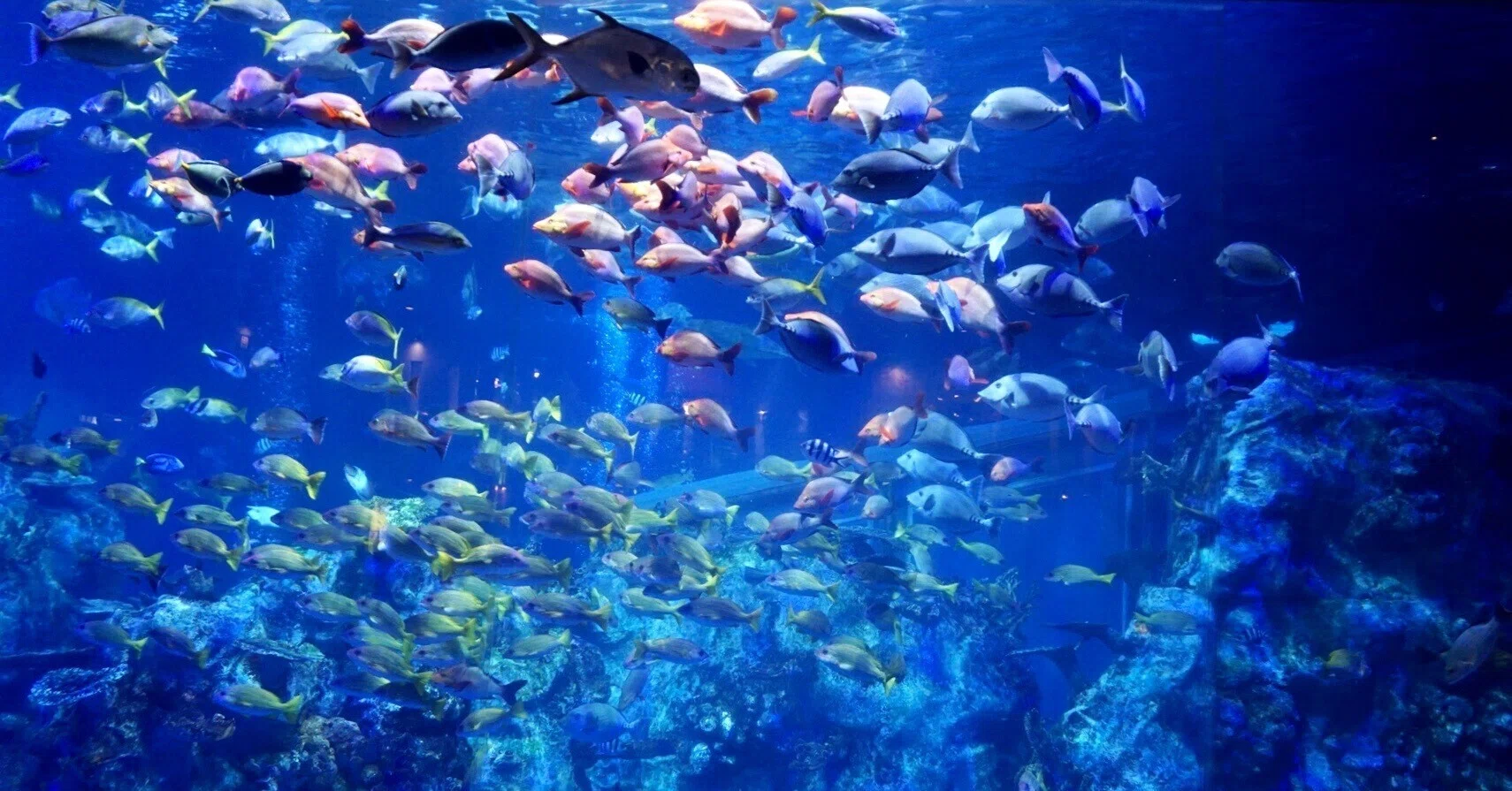 にじさんじ好きが三重に行ったよ⑦鳥羽水族館編｜まき