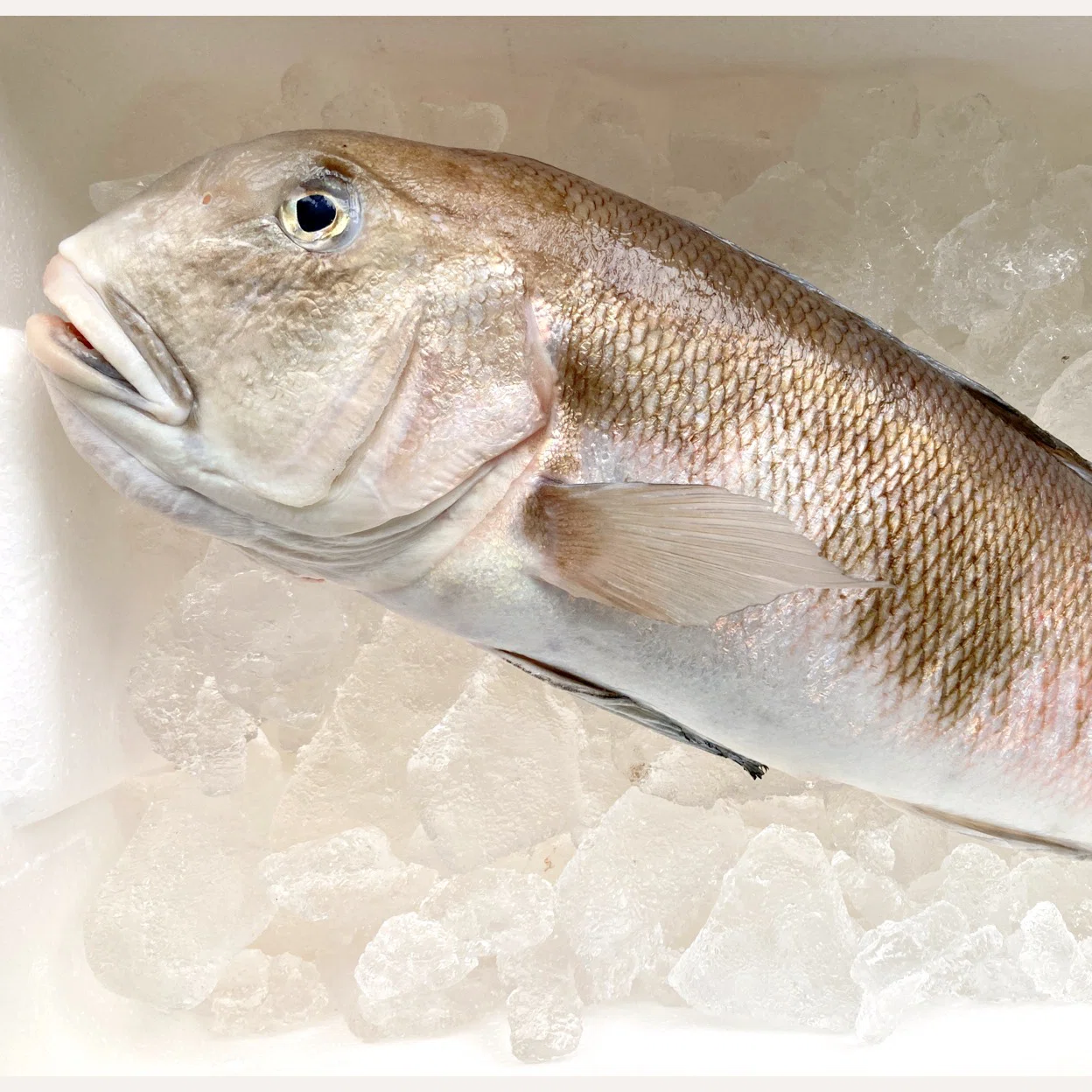 幻の高級魚を食べ尽くす！白甘鯛リターンズ｜古谷 真知子：家庭料理の