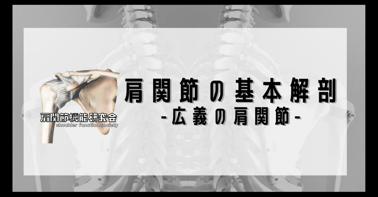 肩関節の基本解剖 広義の肩関節｜肩関節機能研究会 郷間