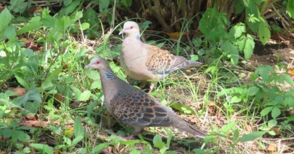 第47回 日本固有の野鳥 キジバト 2回目 翆野 大地 Note