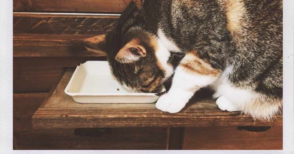 猫舌を克服した話 おきたなお Note