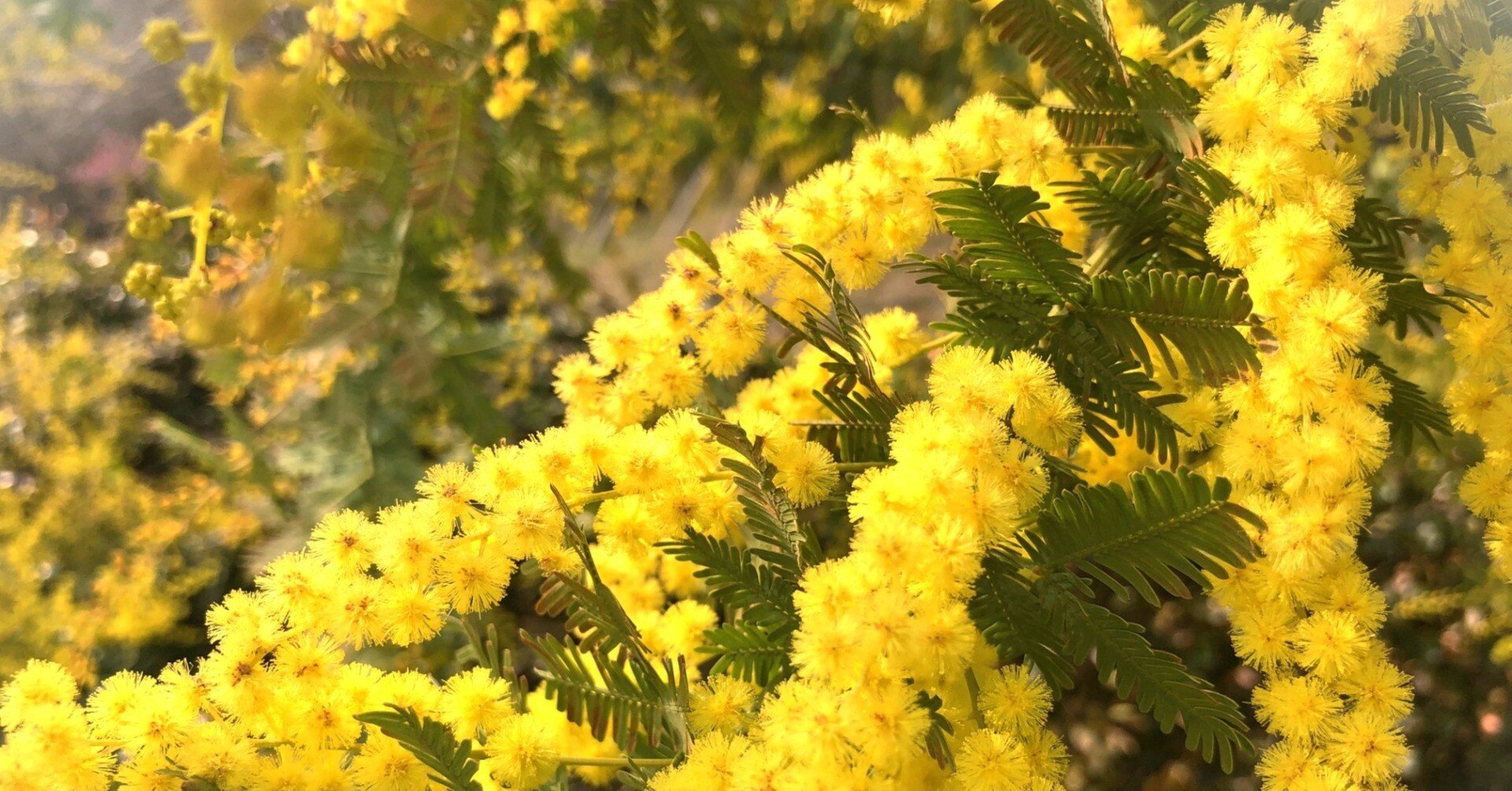 ハーブ天然ものがたり】ミモザ／アカシア｜白木海月＠Shield72°公式note