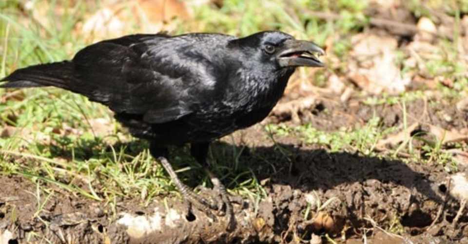 第48回 昔の日本でのカラスはハシボソガラス 2回目 翆野 大地 Note